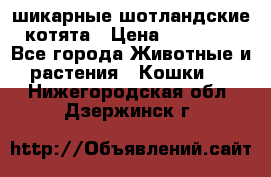 шикарные шотландские котята › Цена ­ 15 000 - Все города Животные и растения » Кошки   . Нижегородская обл.,Дзержинск г.